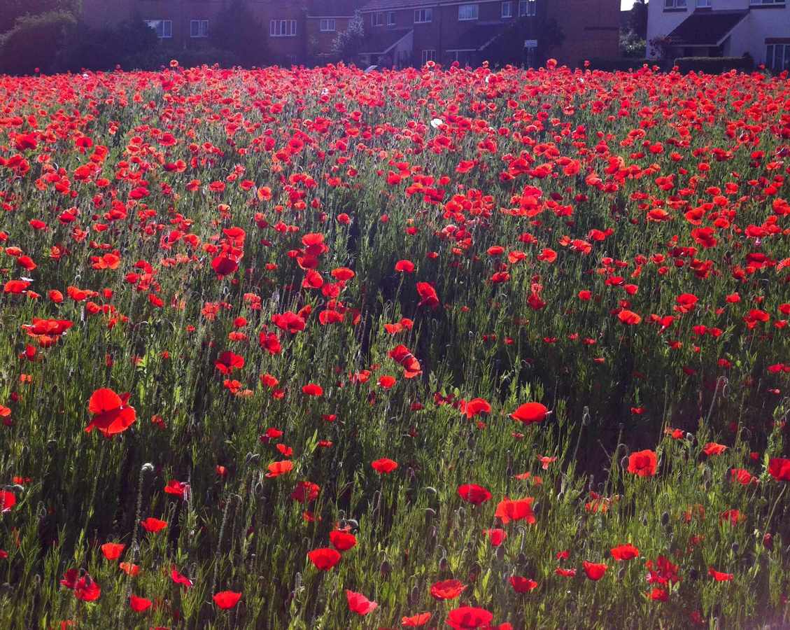 Poppies planted to commemorate the outbreak of WW1